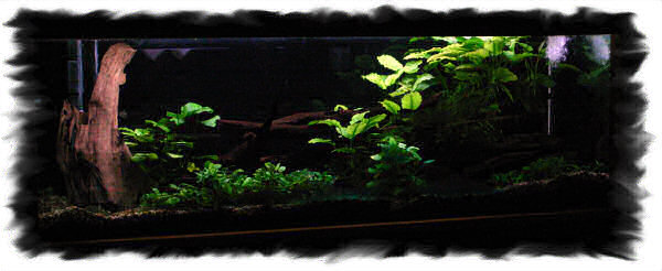 Aquarium Afrique de l'ouest