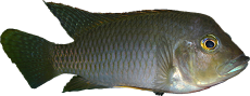 Ctenochromis polli
