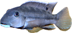 Steatocranus irvinei