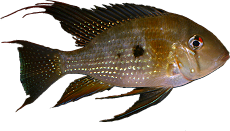 Acarichthys heckelii 