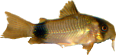 Corydoras panda