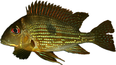 Geophagus sp. "Petit saut" 