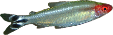 Hemigrammus bleheri