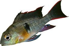Mikrogeophagus altispinosus