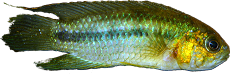 Nanacara aureocephalus 