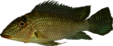 Satanoperca leucosticta