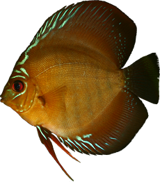 Symphysodon aequifasciata