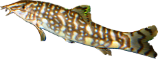 Bitia lochata