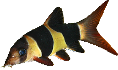 Chromobotia macracanthus