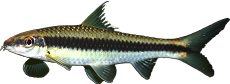 Crossocheilus siamensis