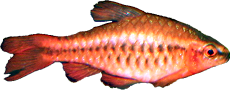 Puntius titteya