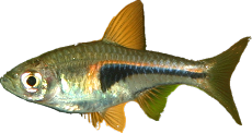 Trigonostigma hengeli 