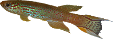 Aphyosemion austral
