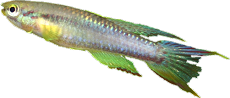 Chromaphyosemion volcanum