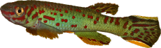 Fundulopanchax scheelii