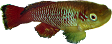 Notobranchius guntheri