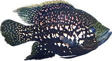 Paratilapia sp. "andapa"