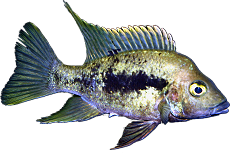 Ptychochromis oligacanthus 