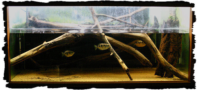 L'aquarium abritant la mangrove