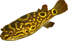 Tetraodon biocellatus