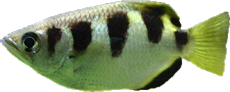 Toxotes jaculatrix