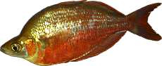 Glossolepis incisus