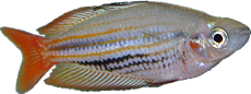 Melanotaenia trifasciata