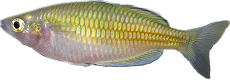 Melanotaenia boesmani