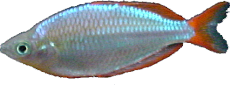 Melanotaenia preacox