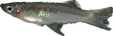 Alfaro cultratus