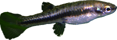 Heterandria formosa 