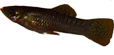 Poecilia mexicana