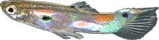 Poecilia reticulata