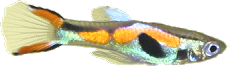 Poecilia sp. "Endler"