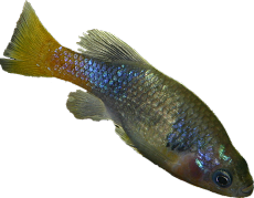 Xenotoca eiseni