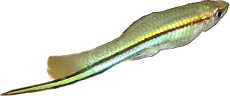 Xiphophorus helleri