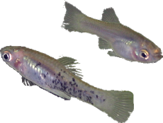 Xiphophorus milleri 