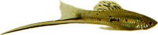 Xiphophorus montezumae