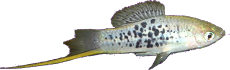 Xiphophorus nezahualcoyolt