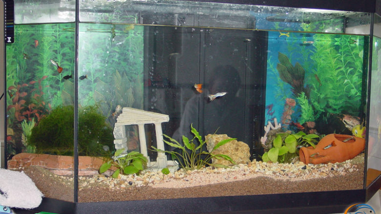 23 avril 2003, l'aquarium des élèves de l'hôpital