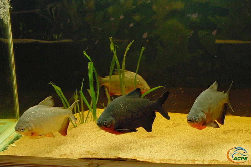 Les pacu, dans l'aquarium de 1000 litres, 15 jours plus tard