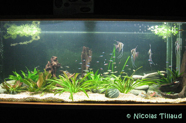 28 octobre 2007, reprise de l'aquarium amazonien