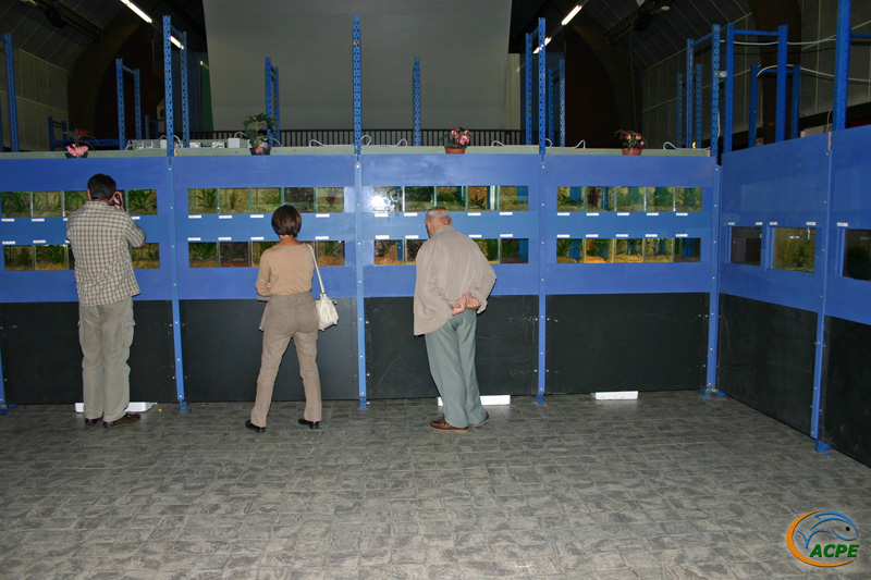 26 septembre 2009, Exposition vivipares de l'AFC à Pont l'Evêque