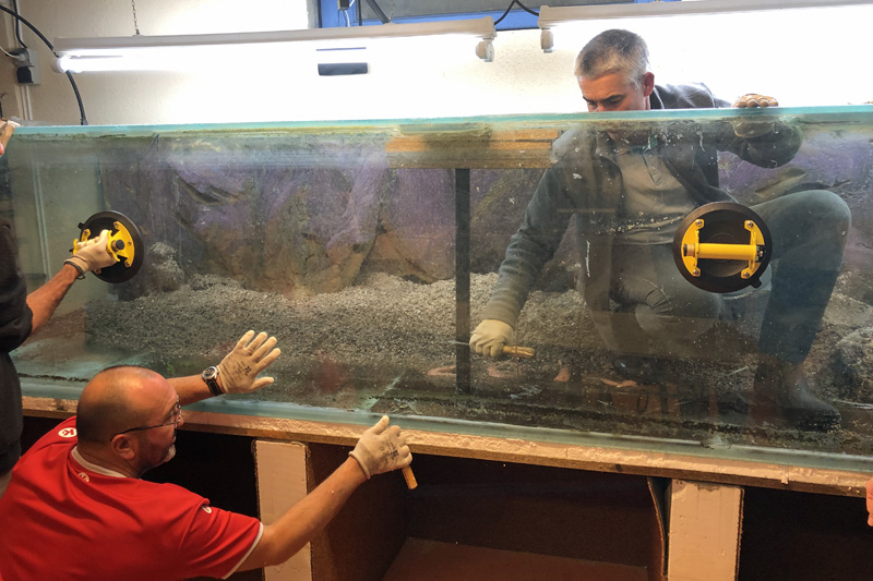 Démontage de l'aquarium de 3000 litres : décollage de la façade