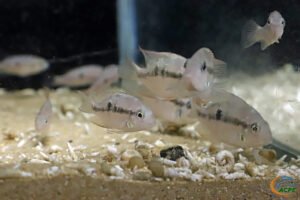 Thorichthys panchovillai dans leur aquarium