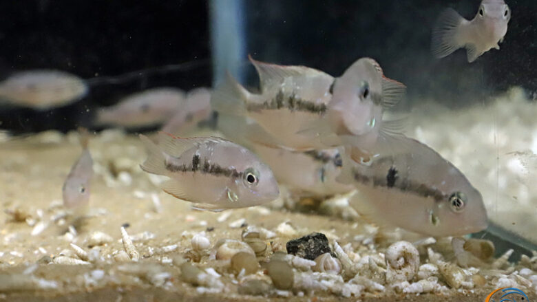 Thorichthys panchovillai dans leur aquarium