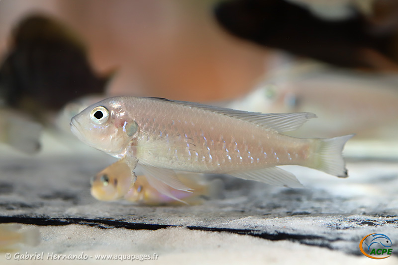 Triglachromis otostigma (lac Tanganyika)