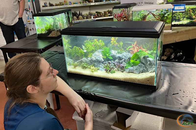 Tifenn, en admiration devant son aquarium de 60 litres