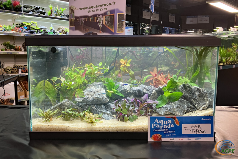 L'aquarium de Tifenn, ouvert aux votes des instagrammeurs