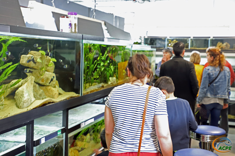 Les visiteurs découvrent notre salle d'activités, nos aquariums et nos poissons